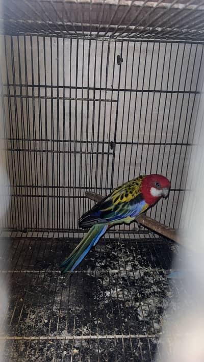 Rosella breeder male