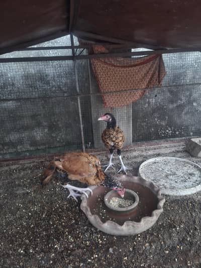 Aseel chicks sale 03346316081