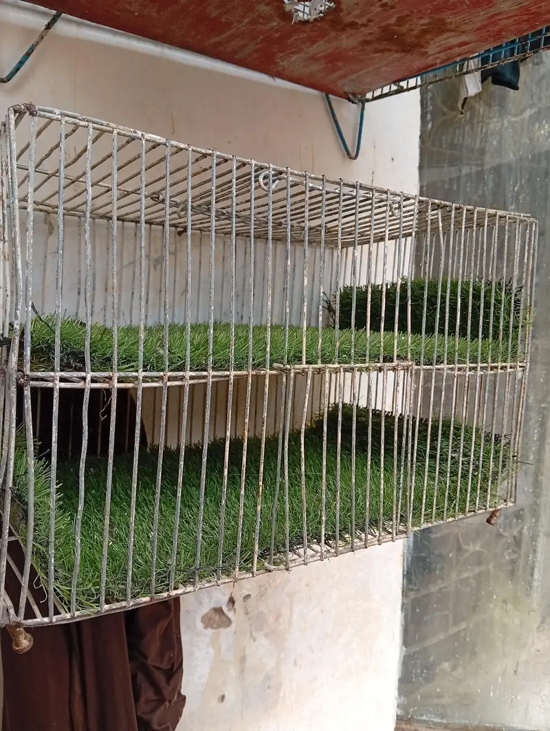 Cage for Sale — photo 2