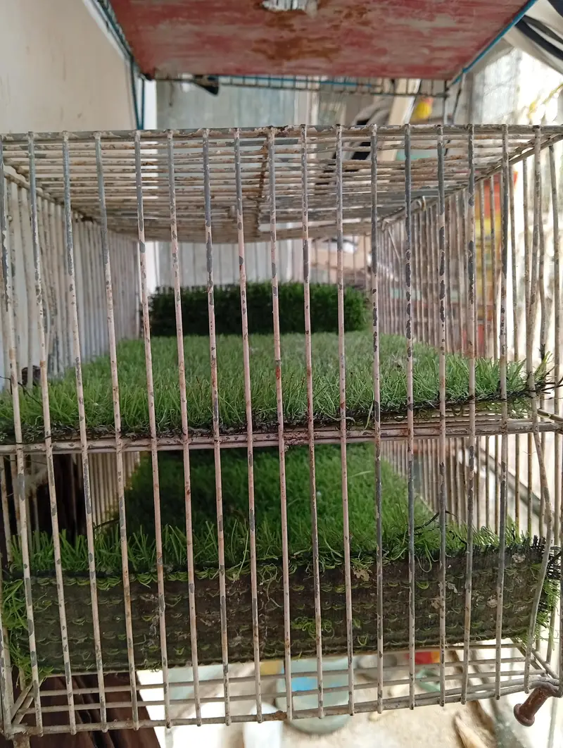 Cage for Sale — photo 3
