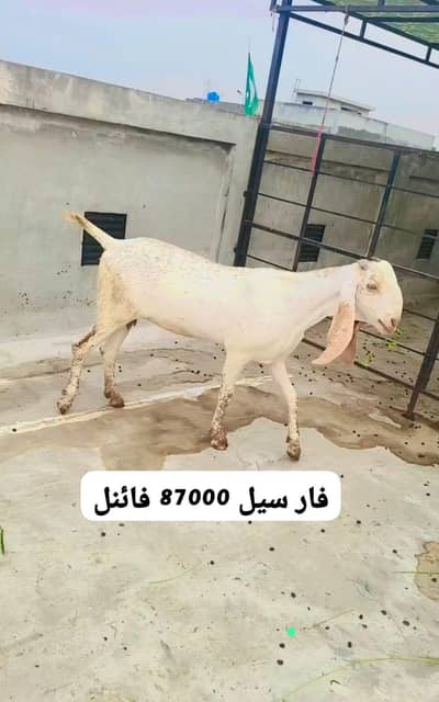 پیور دیسی مکھی چینی پٹھ 2 عدد لوکیشن لاھور