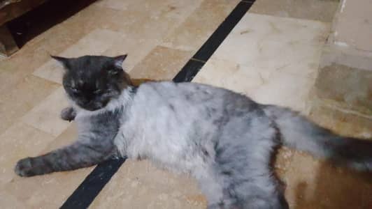 parsian Male Cat
