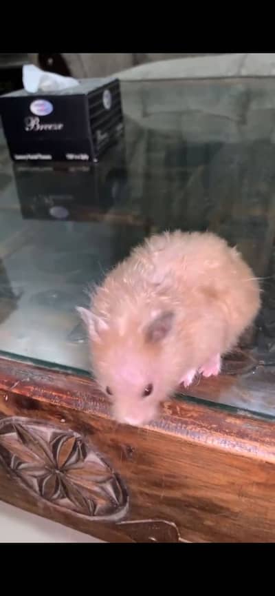 Hamster