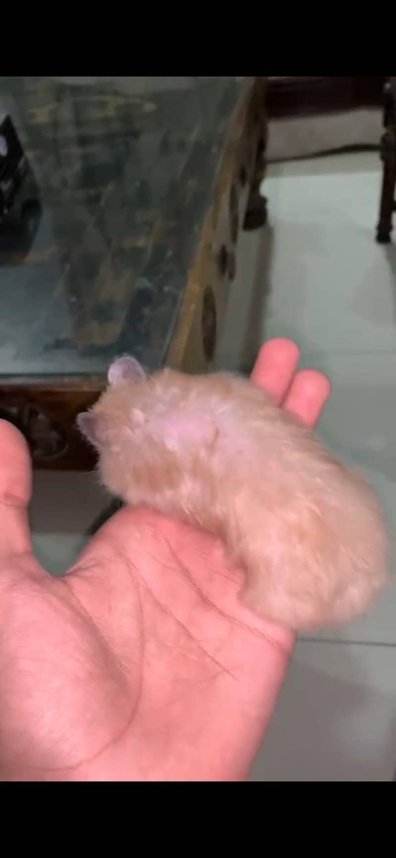 Hamster 1