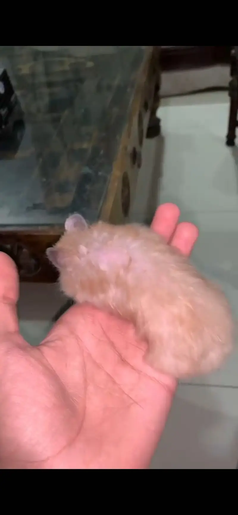 Hamster — photo 2