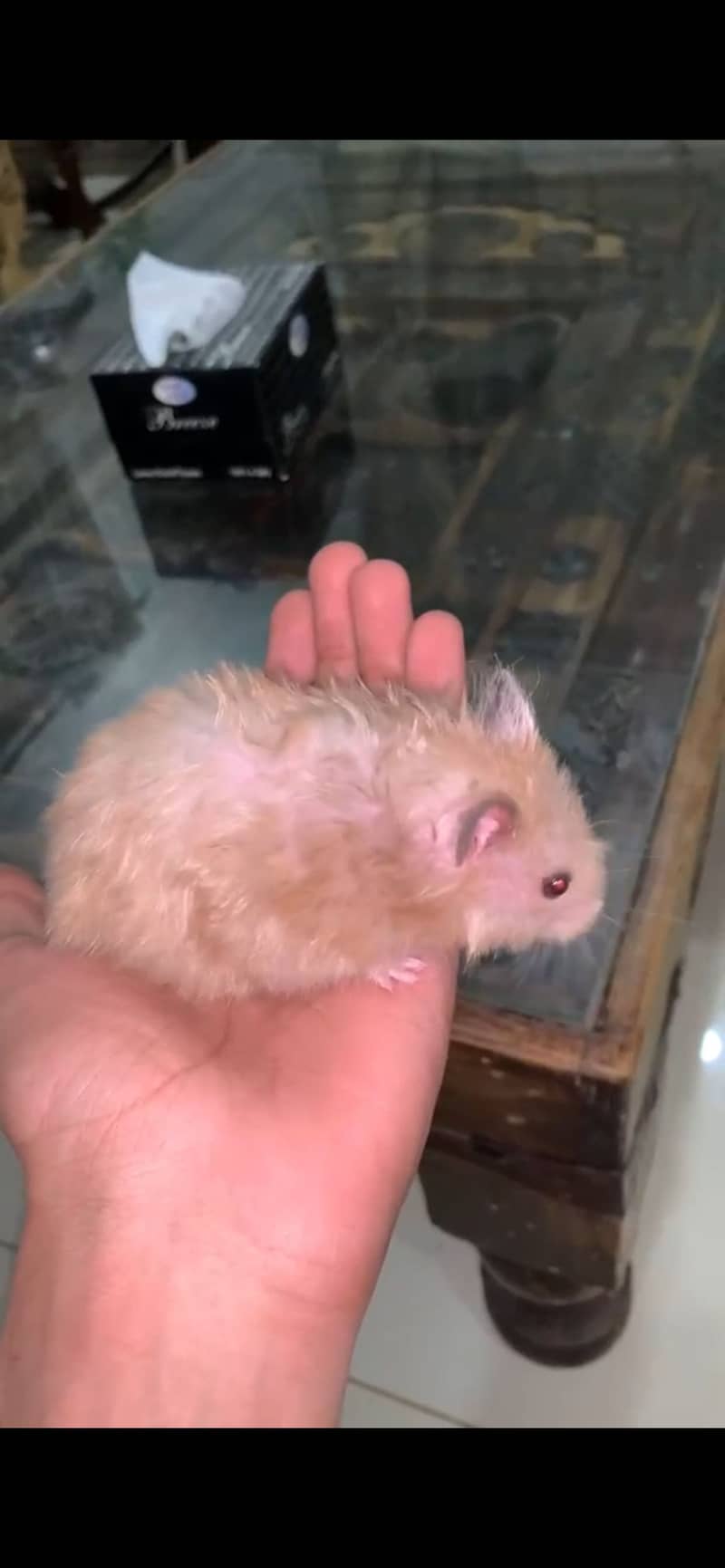 Hamster 2