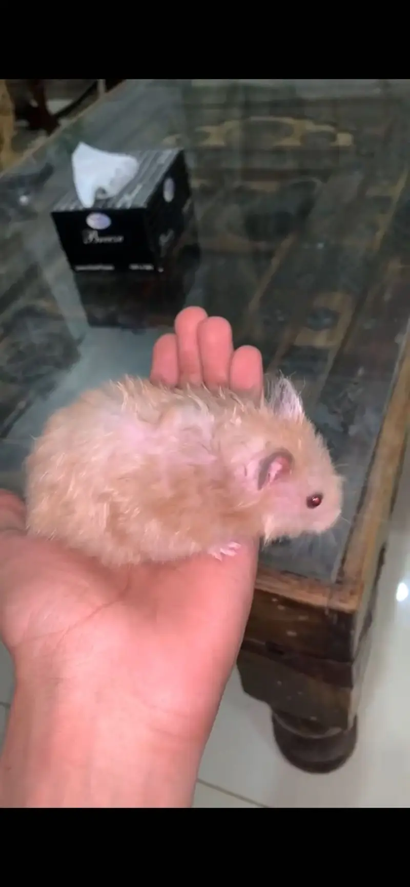 Hamster — photo 3