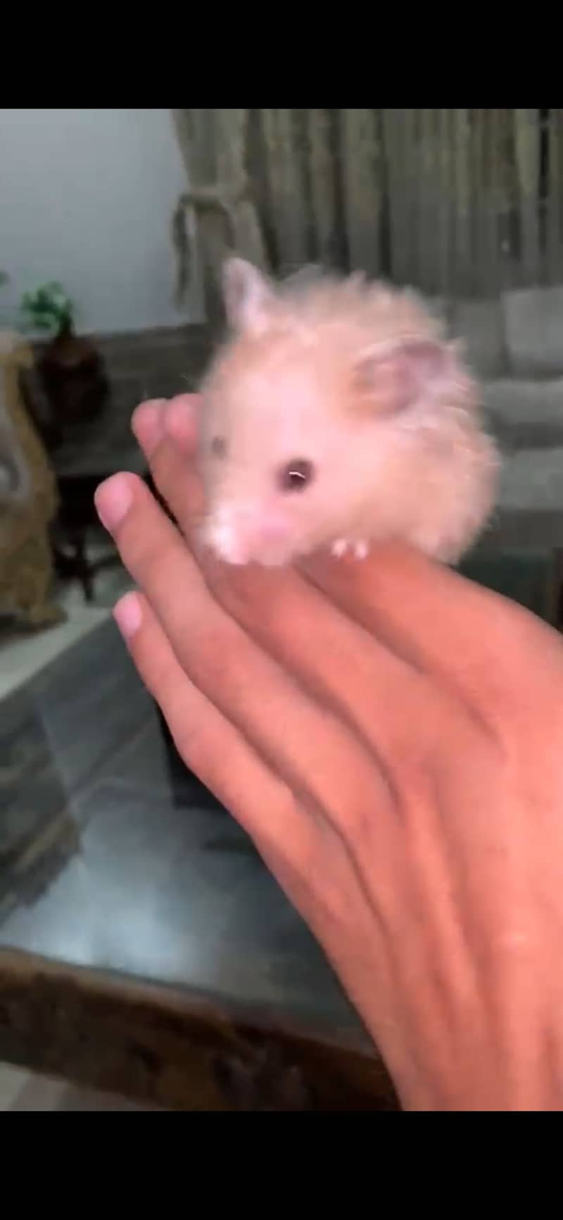 Hamster 3