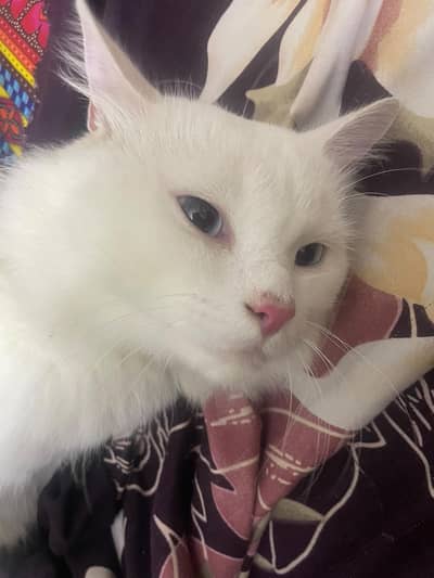 Male White Cat for Sale – Rs. 13,000 | 19% OFF