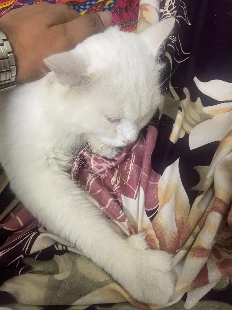 Male White Cat for Sale – Rs. 13,000 | 19% OFF — photo 2