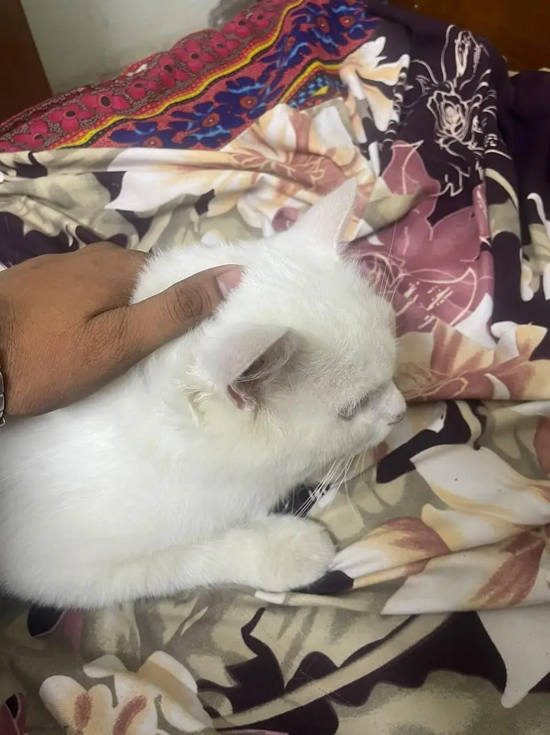 Male White Cat for Sale – Rs. 13,000 | 19% OFF — photo 3