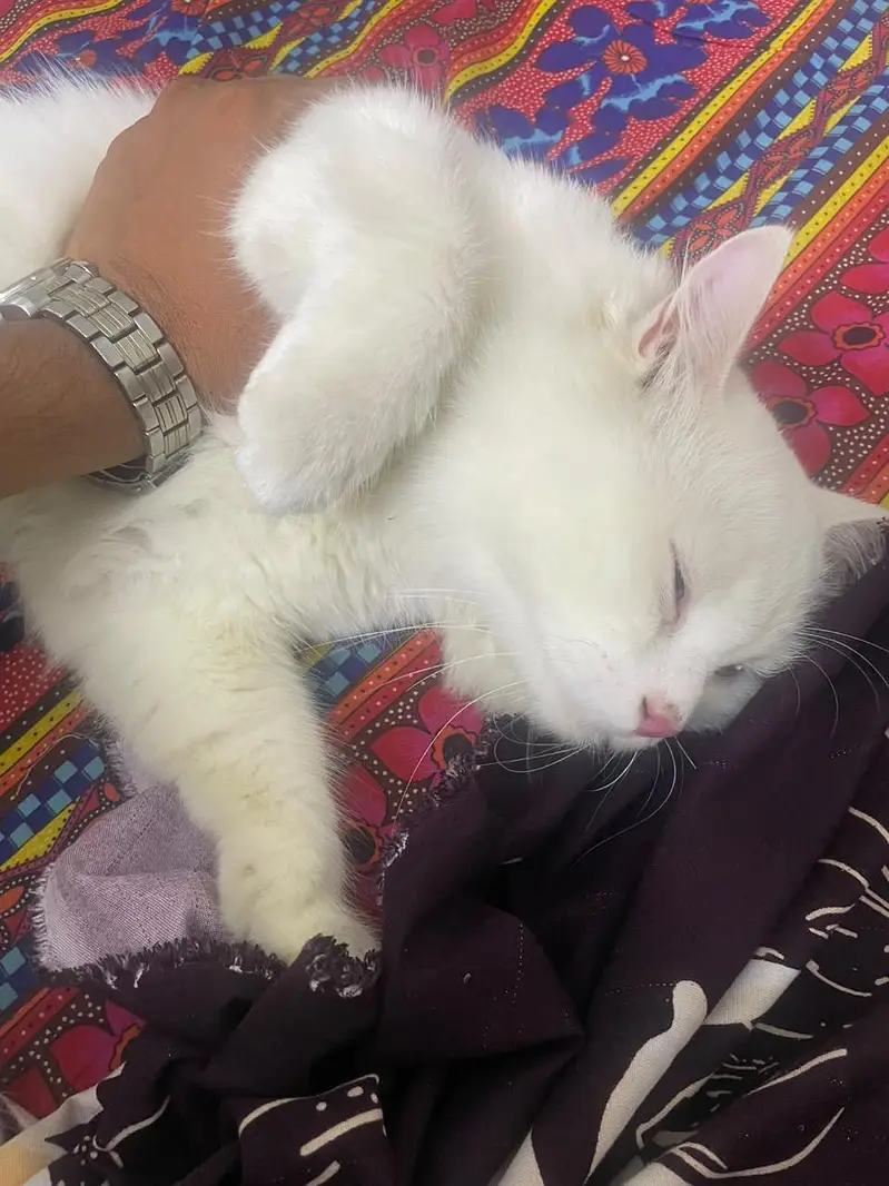 Male White Cat for Sale – Rs. 13,000 | 19% OFF — photo 4