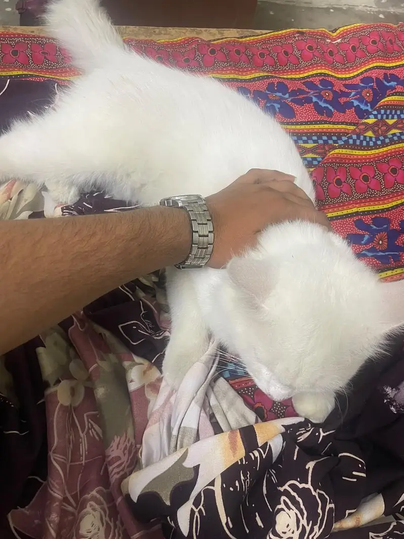 Male White Cat for Sale – Rs. 13,000 | 19% OFF — photo 5