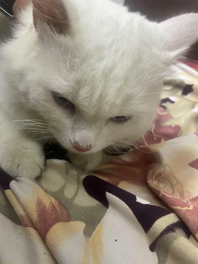 Male White Cat for Sale – Rs. 13,000 | 19% OFF — photo 6