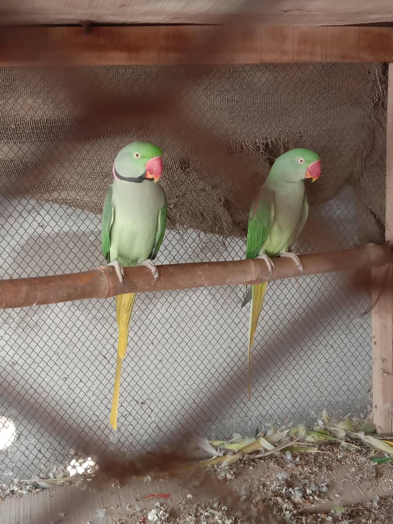 Raw breader pair 0