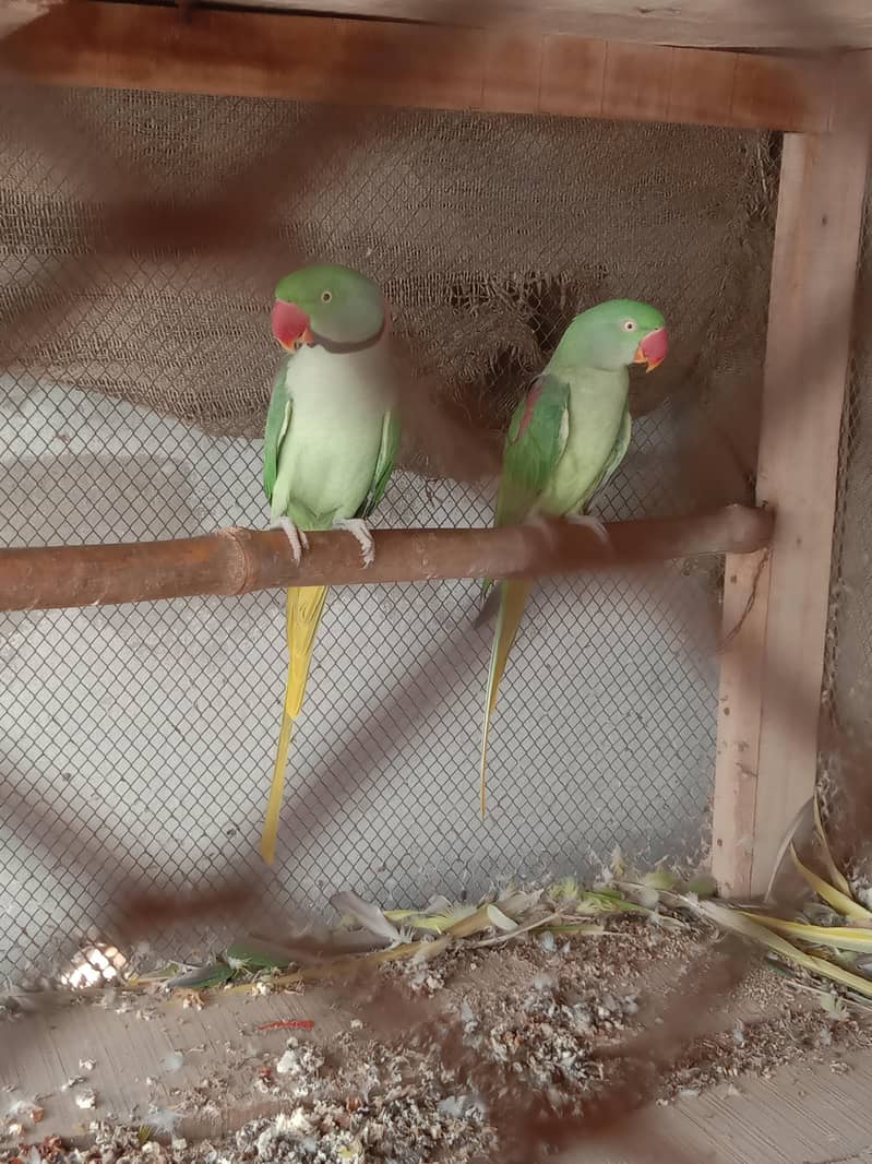Raw breader pair 2