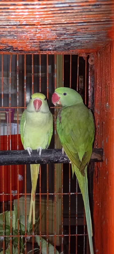 Alexandrine Parakeet