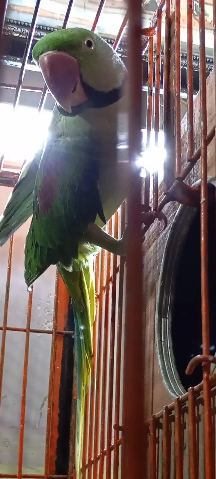Alexandrine Parakeet — photo 2