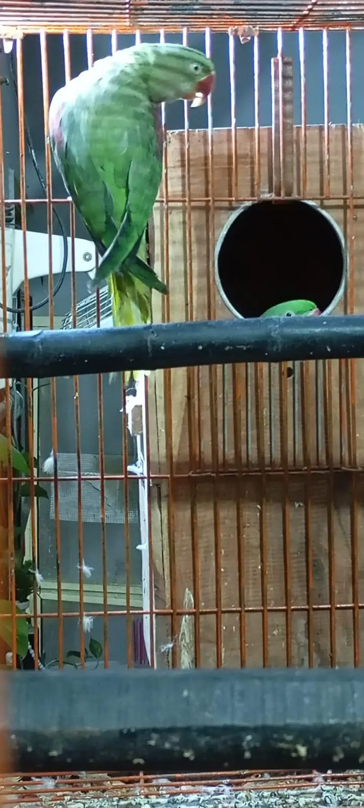 Alexandrine Parakeet — photo 3