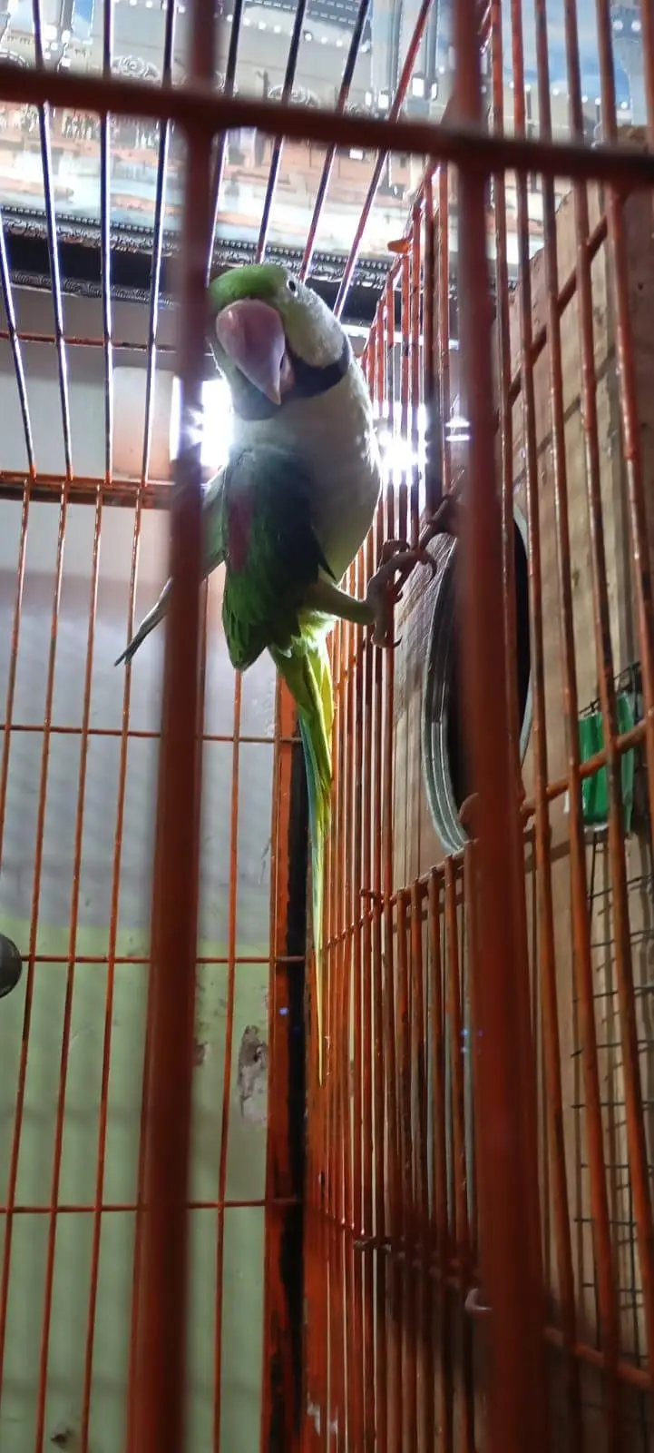 Alexandrine Parakeet — photo 4