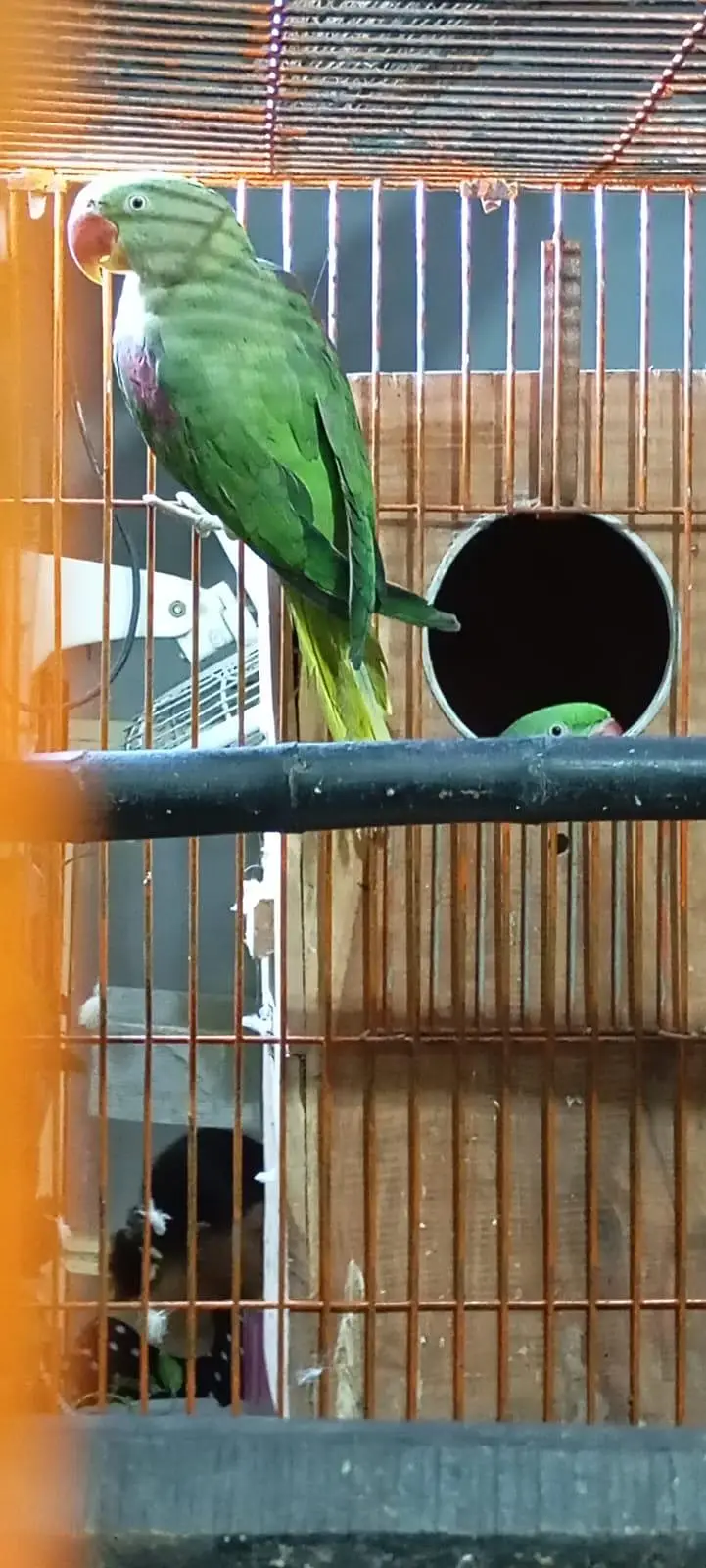 Alexandrine Parakeet — photo 5