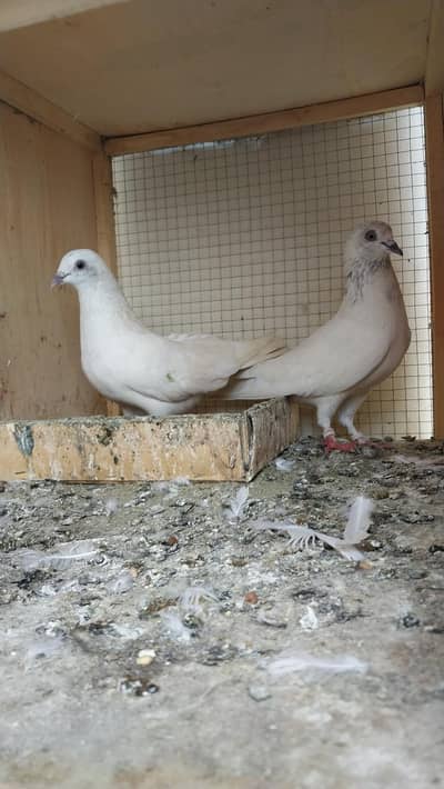 High Flyer Pair and single peice for sale 03258531906 cl.