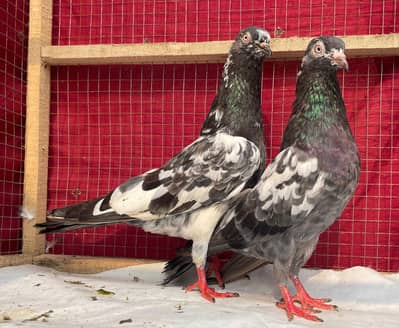 sabzcheena heno bredr pair avil