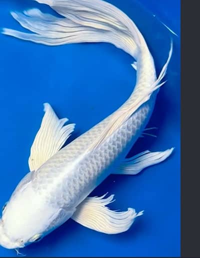 Butterfly koi fish 4 to 8 inches size of fishes (only Whatsapp contact