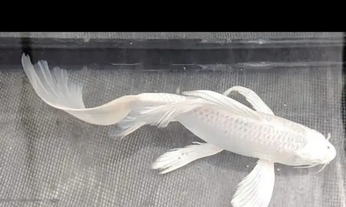 Butterfly koi fish 4 to 8 inches size of fishes (only Whatsapp contact — photo 2