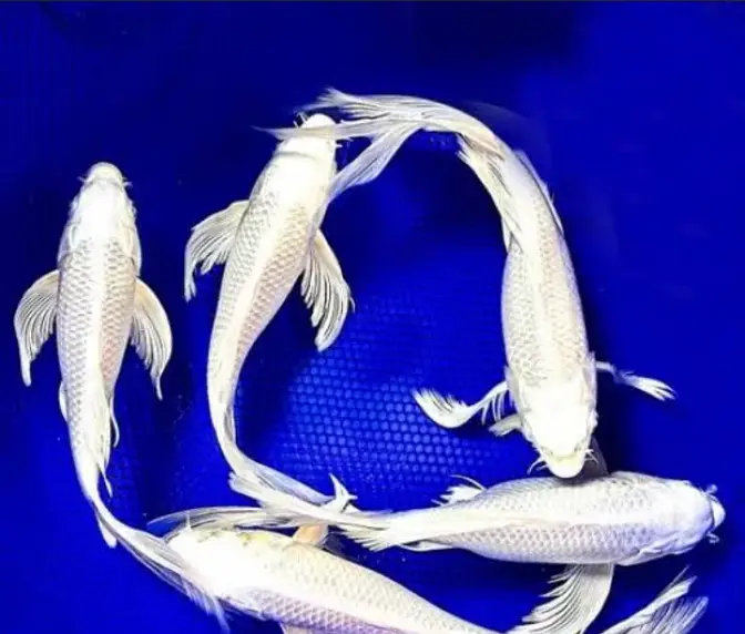 Butterfly koi fish 4 to 8 inches size of fishes (only Whatsapp contact — photo 3