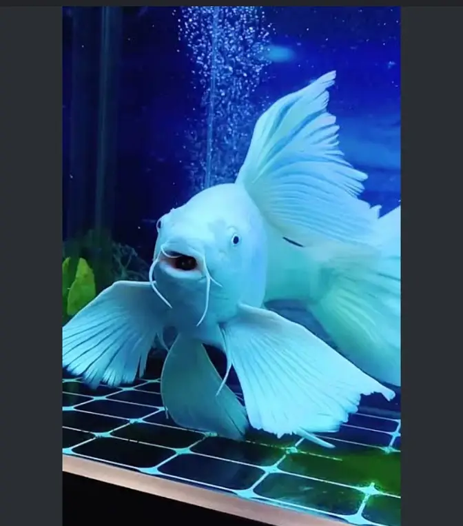 Butterfly koi fish 4 to 8 inches size of fishes (only Whatsapp contact — photo 4