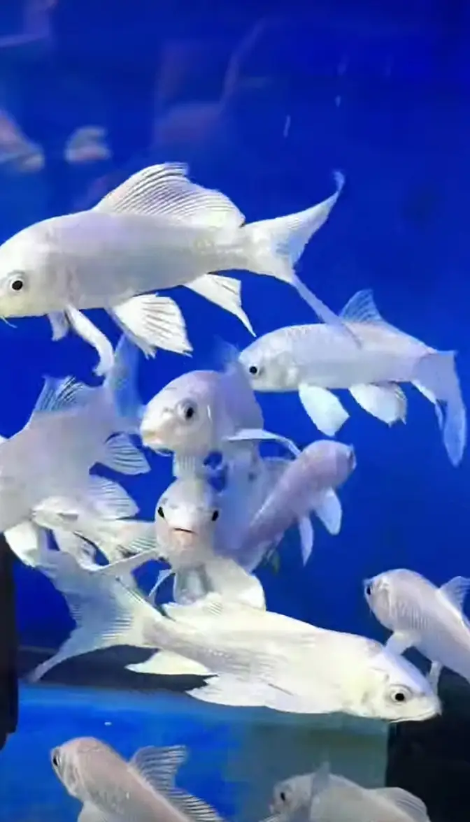 Butterfly koi fish 4 to 8 inches size of fishes (only Whatsapp contact — photo 5