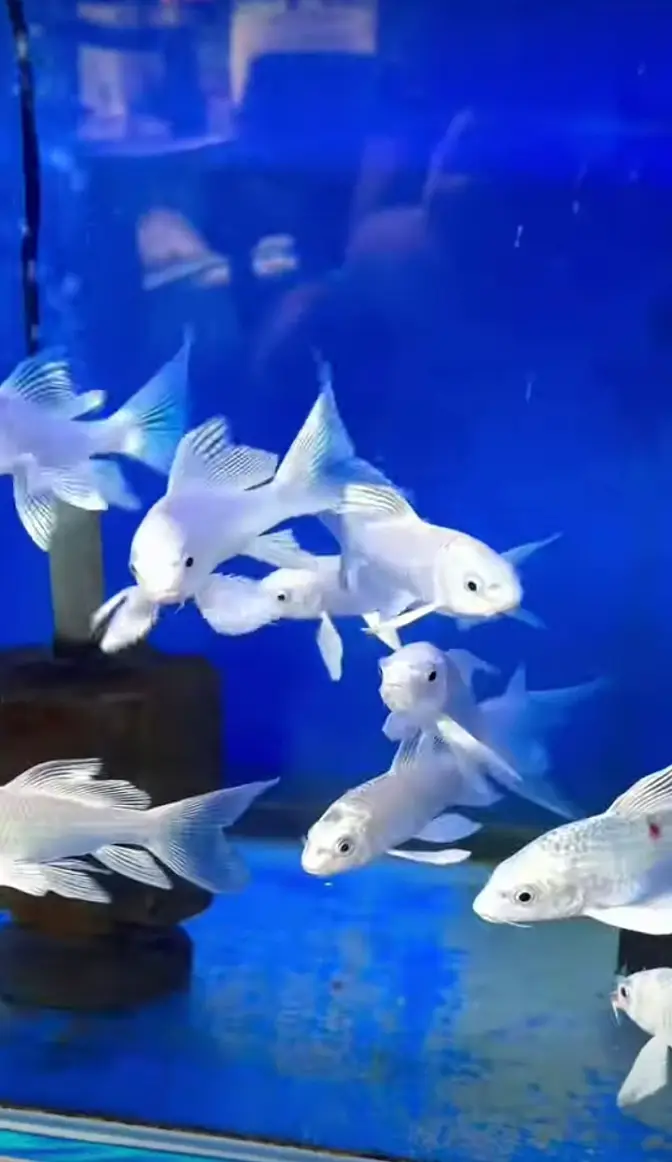 Butterfly koi fish 4 to 8 inches size of fishes (only Whatsapp contact — photo 6