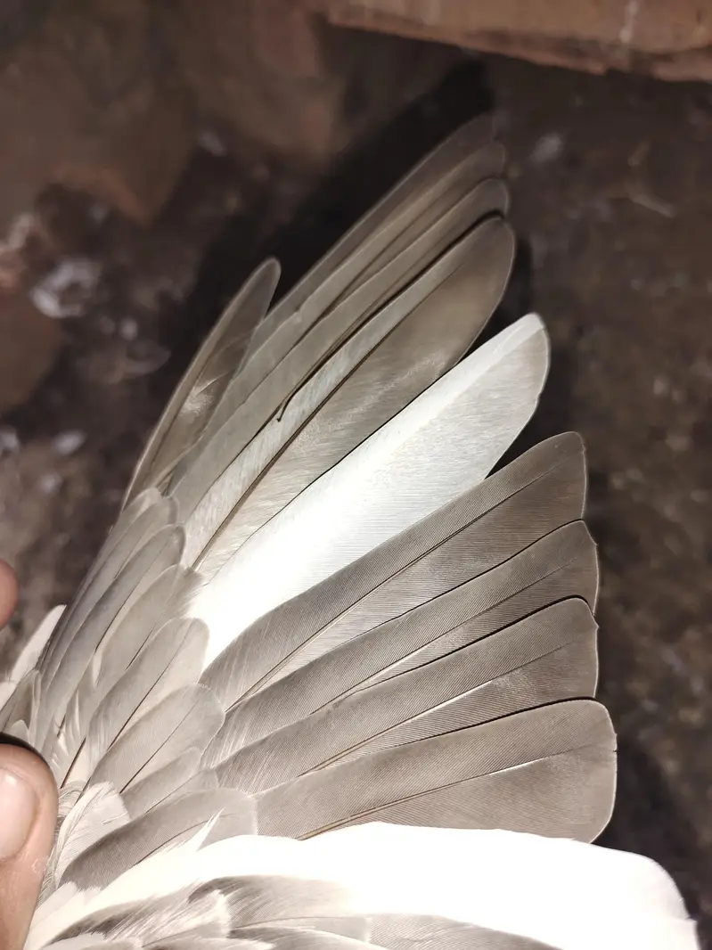 pure neela kamager Breader — photo 9