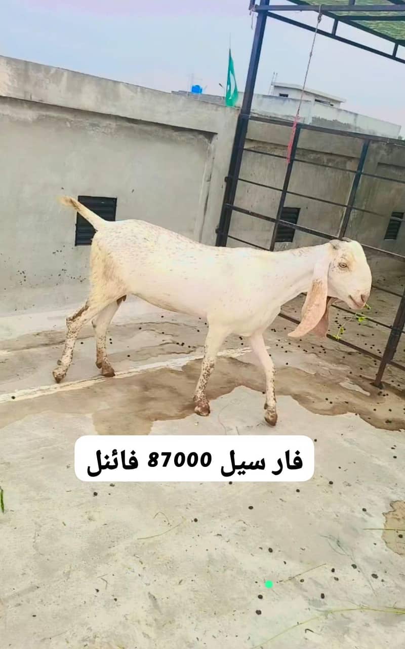 ارجنٹ فور سیل دو عدد پٹ 1