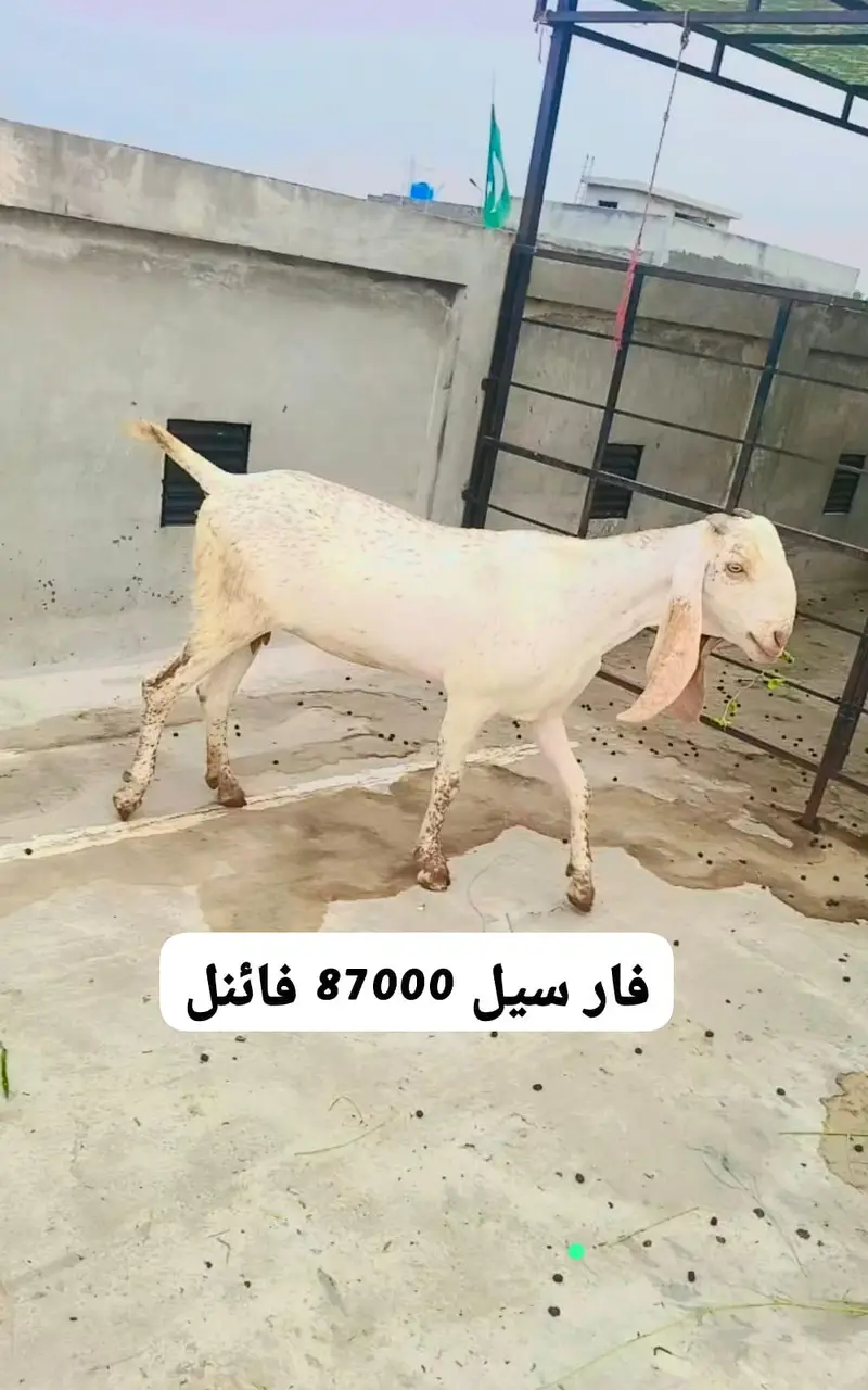 ارجنٹ فور سیل دو عدد پٹ — photo 2