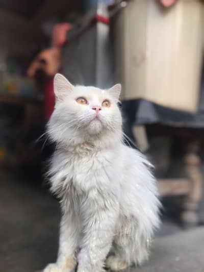 Persian male cat triple coat