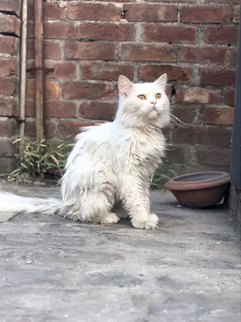 Persian male cat triple coat — photo 2