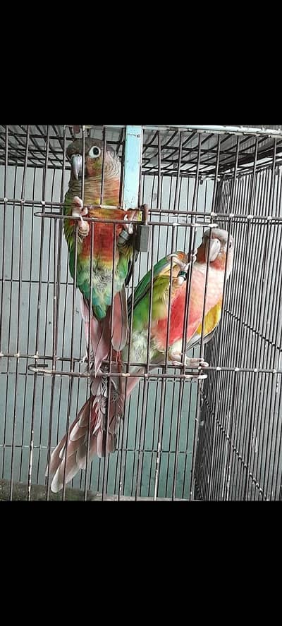 pinaple conure  ready for first breed