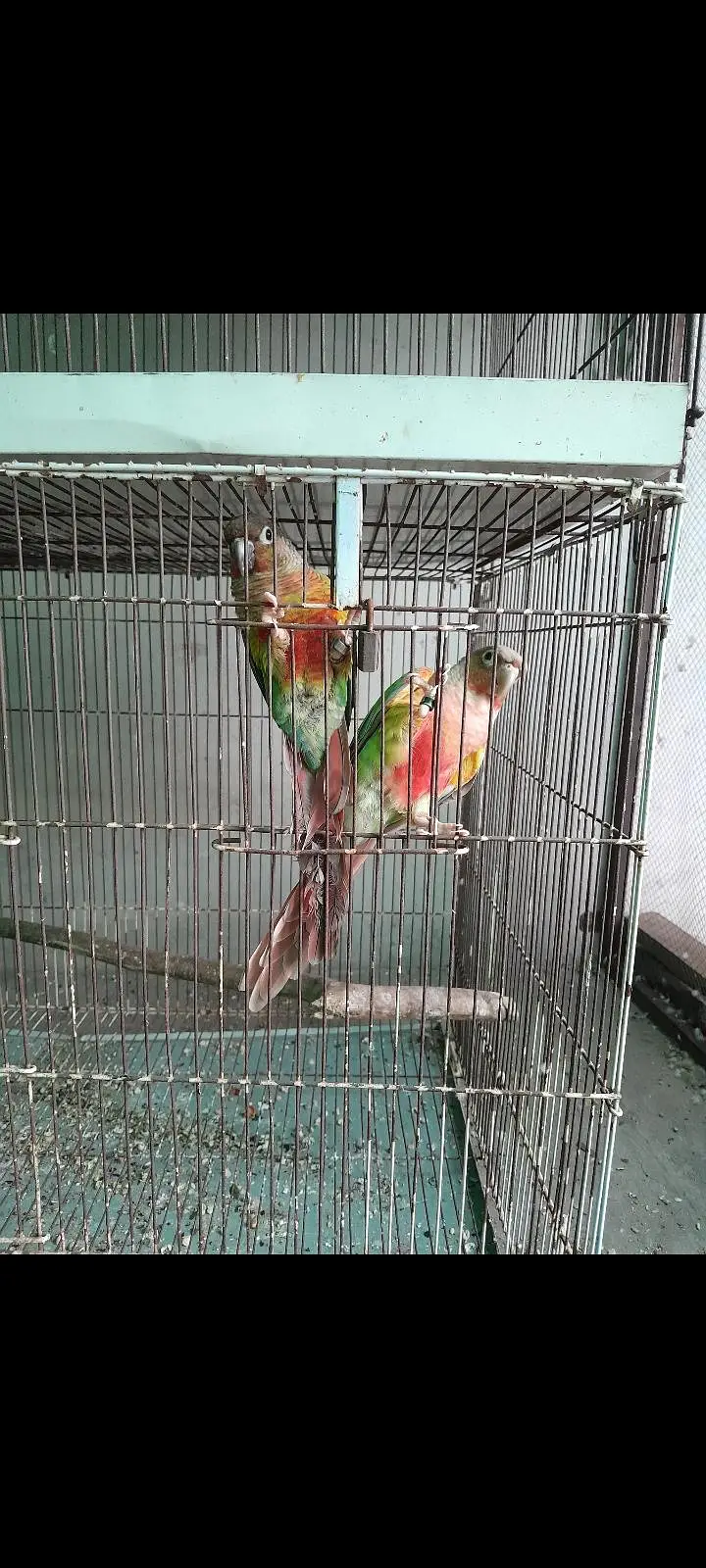 pinaple conure  ready for first breed — photo 2