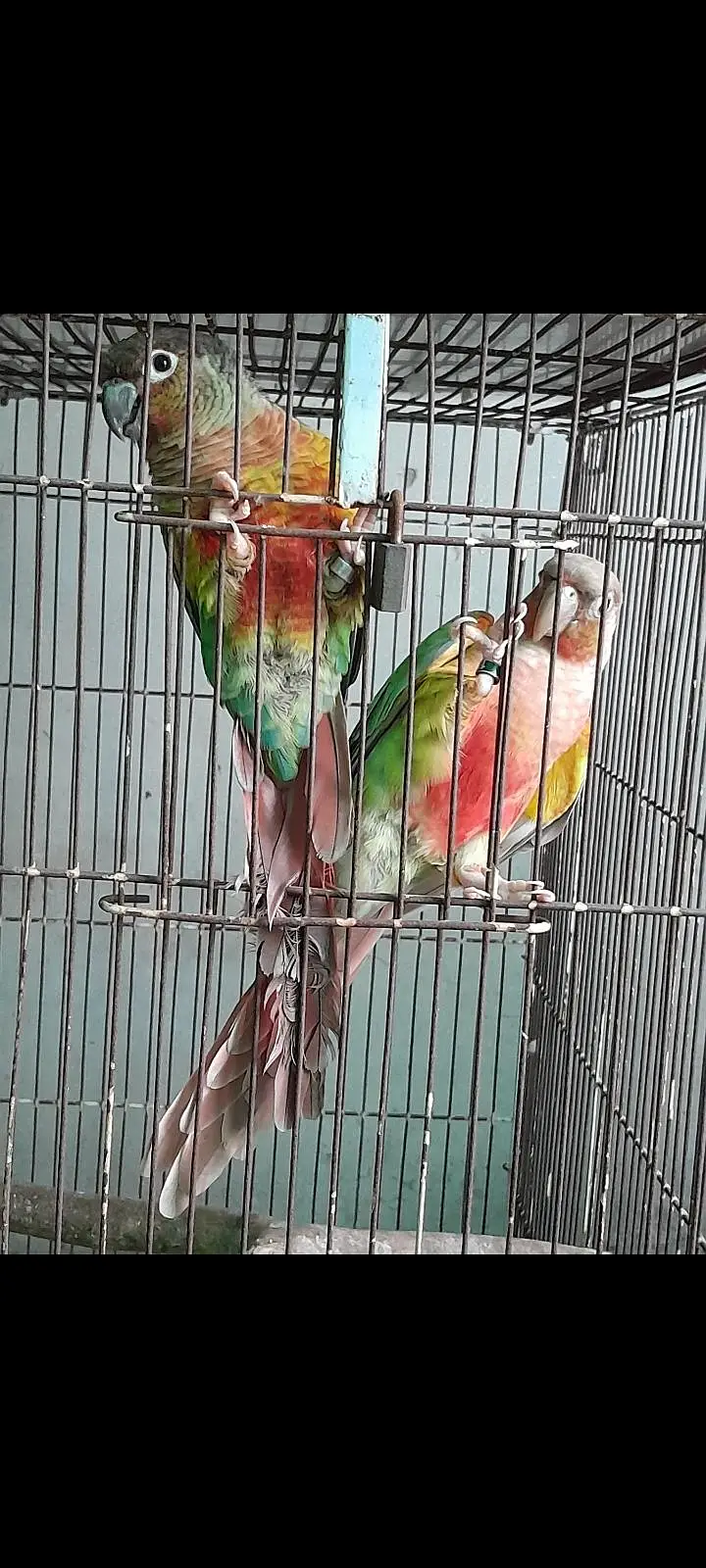 pinaple conure  ready for first breed — photo 3