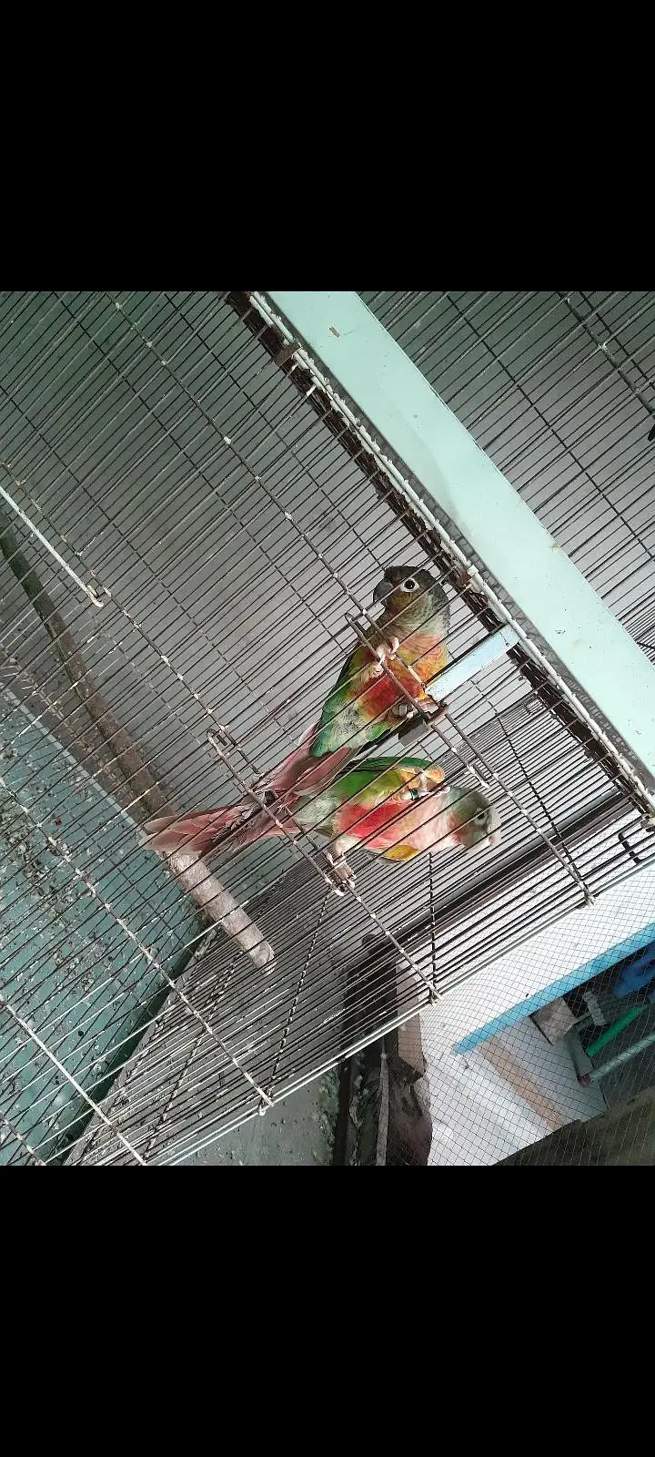 pinaple conure  ready for first breed — photo 4