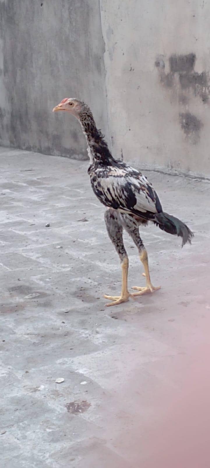 ASEEL CHICK 0