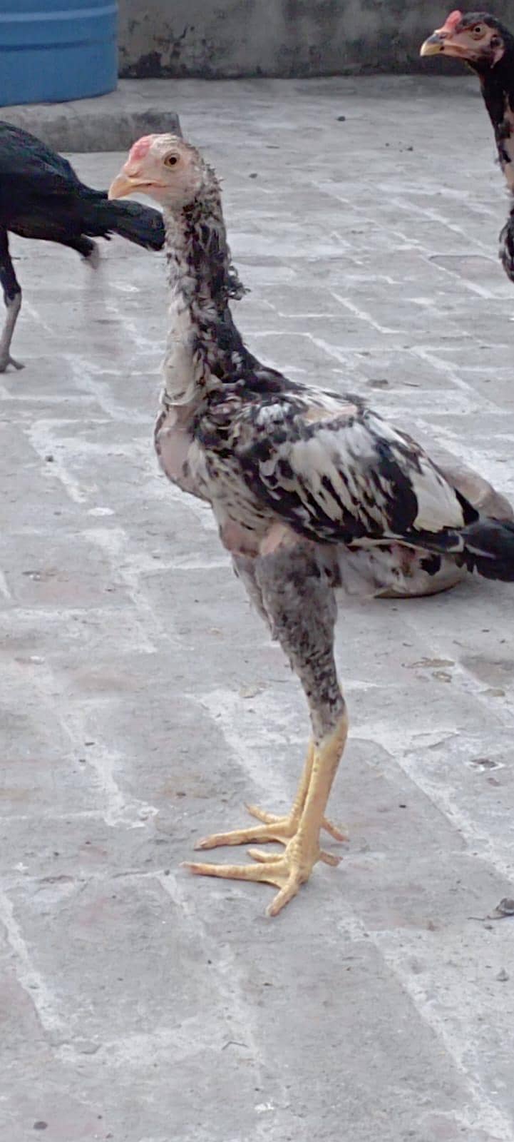 ASEEL CHICK 1