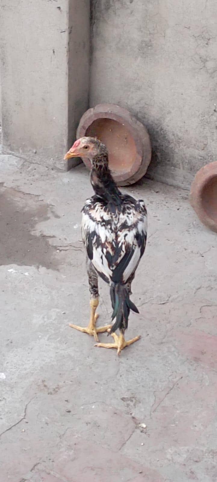 ASEEL CHICK 2