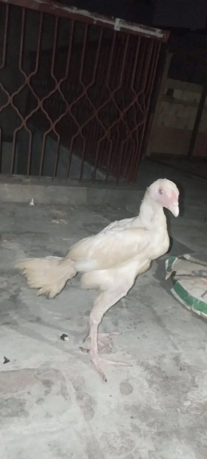 ASEEL CHICK — photo 4