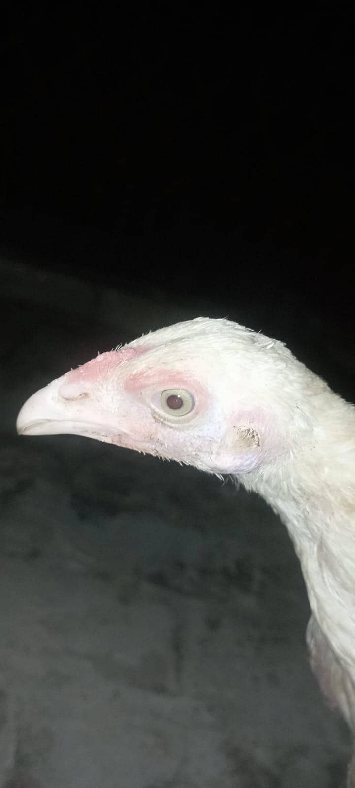 ASEEL CHICK 4