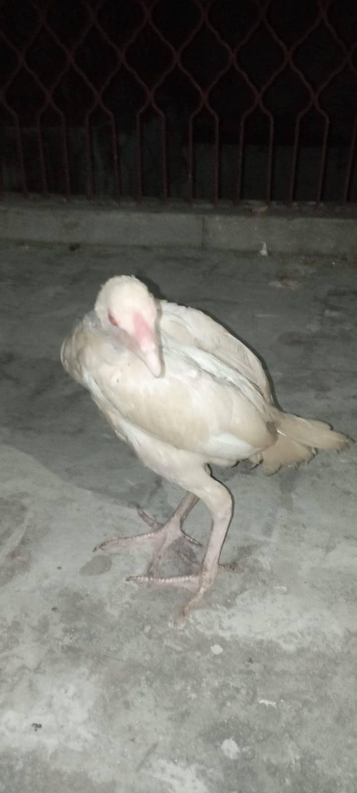 ASEEL CHICK 5