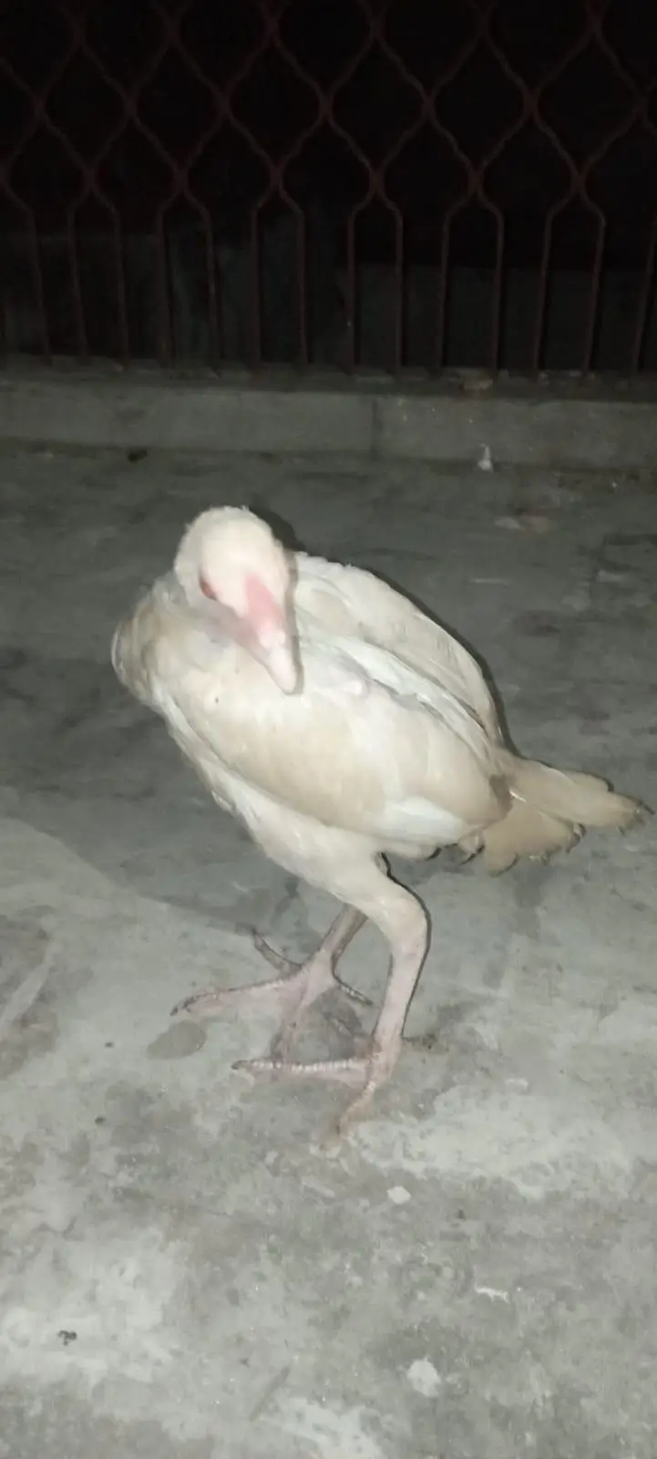 ASEEL CHICK — photo 6