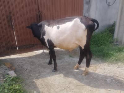 1.5 sal ka bachra for sale
